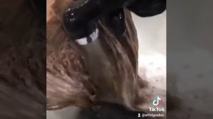 Окрашивание волос олигоминеральным красителем Selective Professional COLOREVO