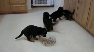 Lucas X Kenya pups 4wk video