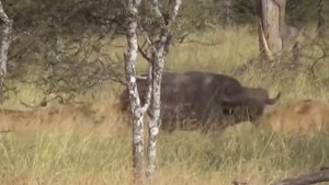 Львы против Буйвола..кто сильнее..?