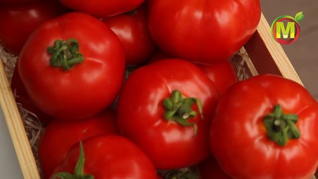 ? Какие гибриды томатов выращивать в 2021 году. Томат Пышка f1 смотреть онлайн