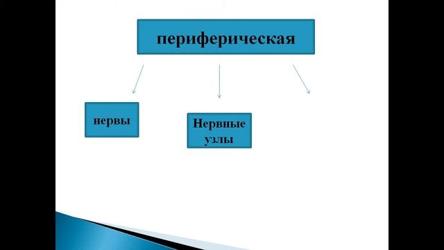 значение нервной системы презентация 8 класс смотреть онлайн