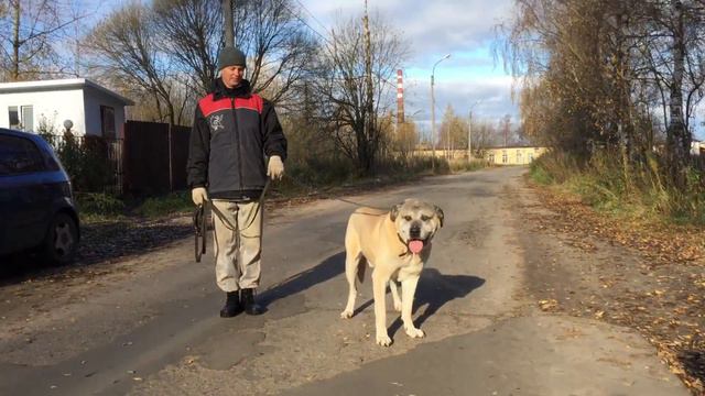 Прогулка Приют Майский День, Иваново смотреть онлайн