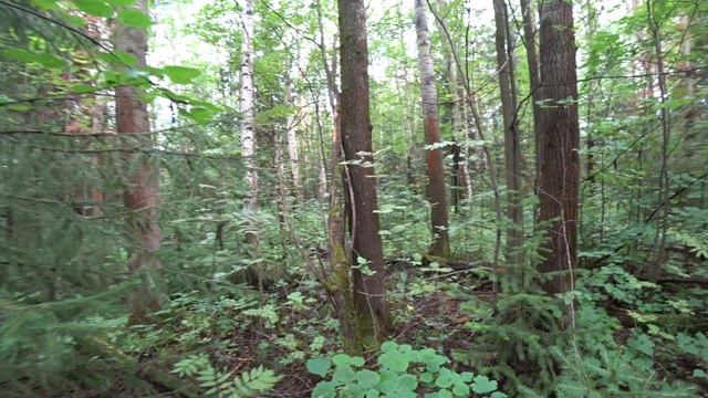 За грибами в лес 25 июля 2024. 2 часть смотреть онлайн