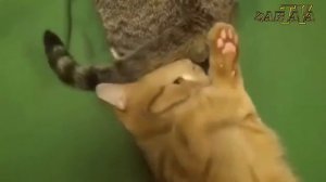 Смешные коты| Коты VS  хвост|Прикольная подборка