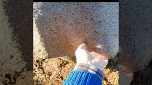 Как на участке замаскировать люк септика?