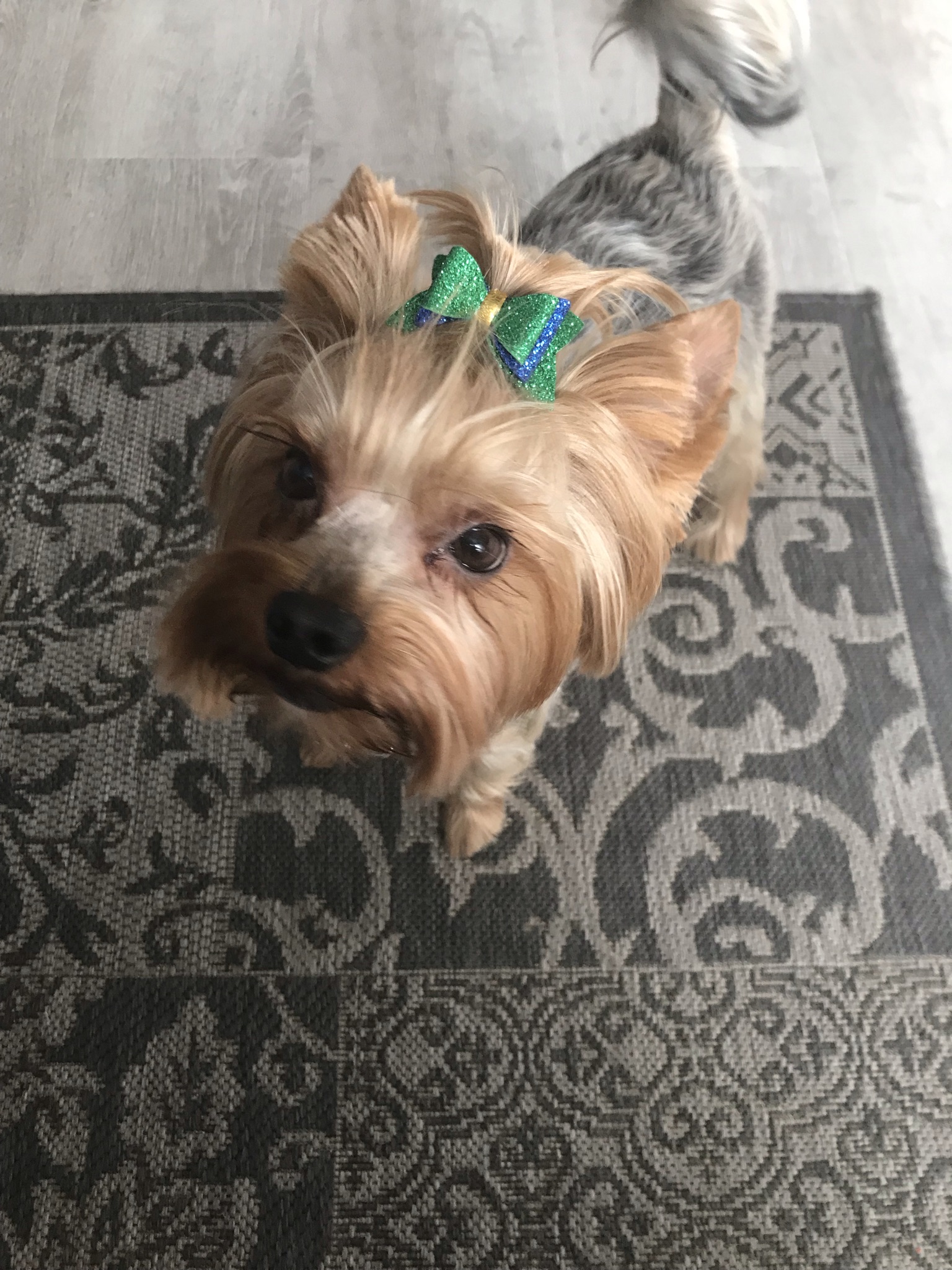 Еду в зоомагазин с Лексом/ Лексус выбирает Кире корм АлисаСевер смотреть онлайн