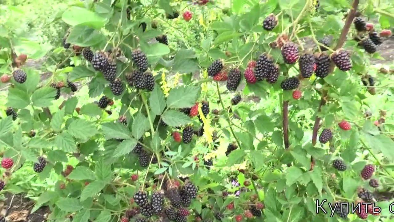 ВИЛД самый ранний сорт ежевиви смотреть онлайн