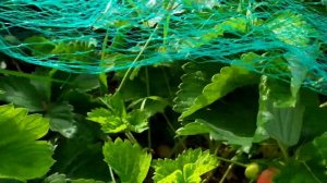 Румба. Крупноплодная земляника(клубника). Обзор