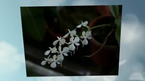 Аэрангис лимонная (Aerangis citrata) или цветки пахнут лимоном
