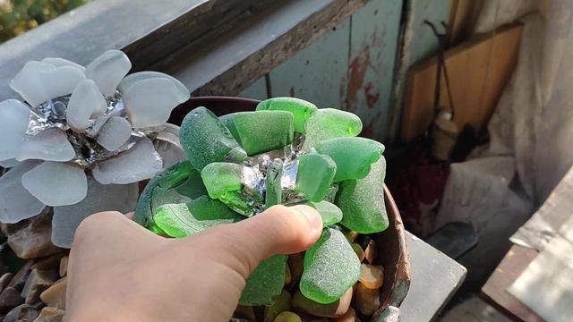 Succulent echeveria collectible figurine, sea stained glass смотреть онлайн