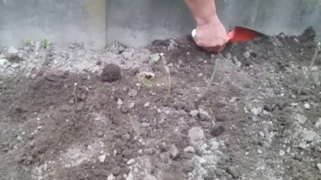 Глициния.Приобретение.
