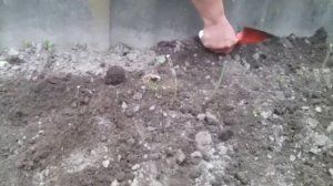 Глициния.Приобретение.