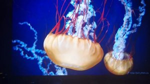 RockTek G2 4K Media Player | Bitrate Testing | 4K REMUX/HDR10+ | Dolby Atmos/DTSX MA