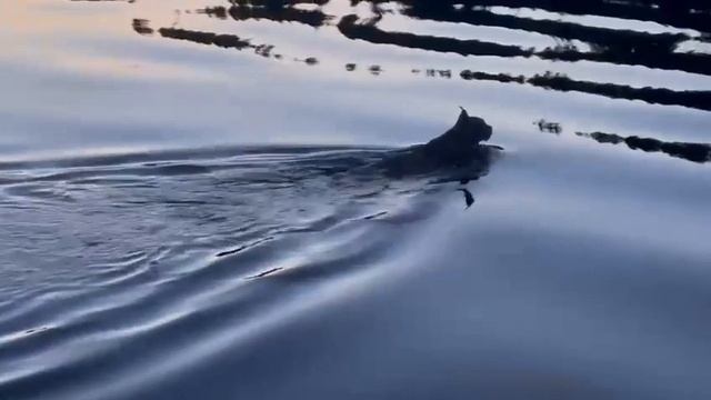 В Красноярском крае рыбаки сняли на видео переплывающую через Енисей Рысь смотреть онлайн