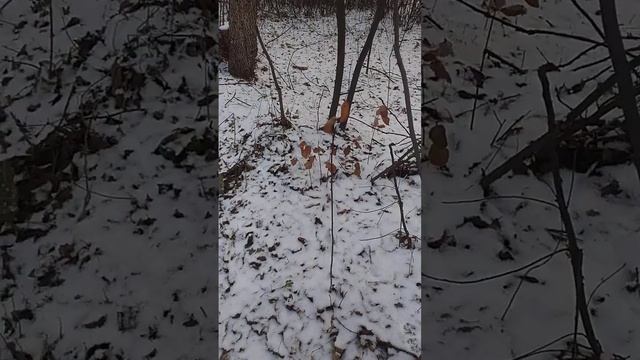 Первый снег в лесу. Очень красиво. Жду всех на экскурсии