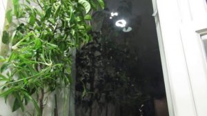 Журавли над Полесьем