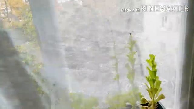 Получила зарплату. ?Мега закупка продуктов.? Заморозила сельдерей. ? смотреть онлайн