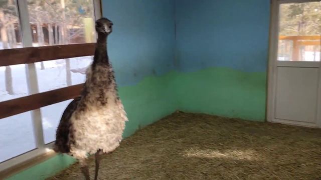 Страусы эму на нашей экоферме