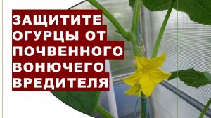 Защитите огурцы от этого почвенного вредителя