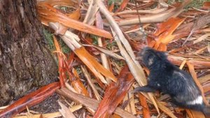 Тасманский дьявол 2