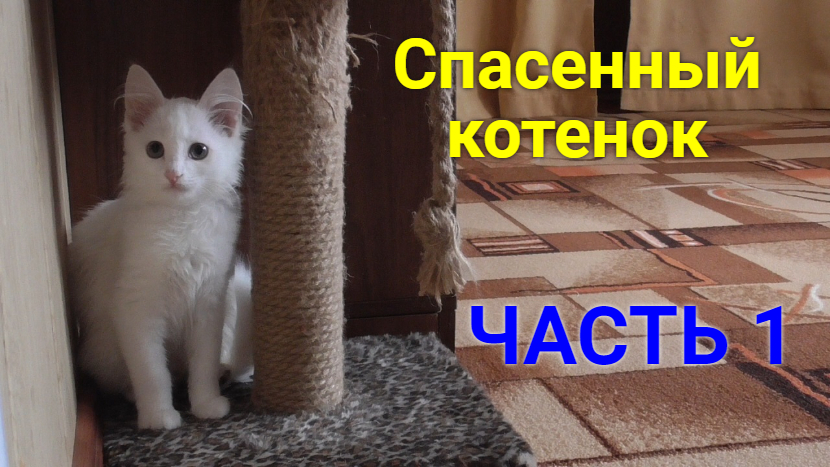 История о нашей спасенной кошке Снежке! ЧАСТЬ 1