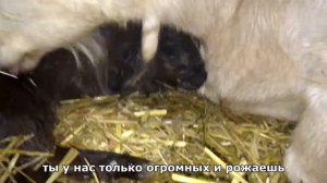 Окот и ещё окот. Было сложно. Ночь с 11 на 12 февраля 2022г.