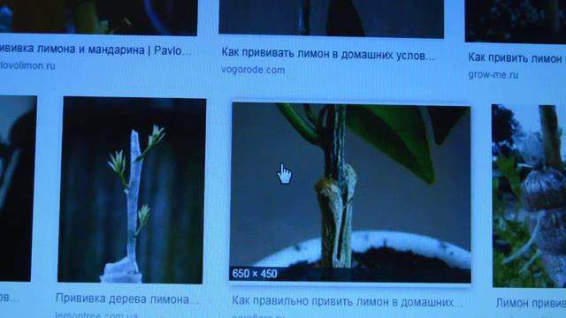 успех в прививке цитрусовых