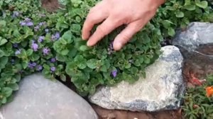 ПЕТУНИЯ ВЕРБЕНА Алисиум ОБЗОР КРАСИВЫХ ЦВЕТОВ ЛЕТОМ на даче.mp4