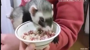 5 причин завести хорька!
