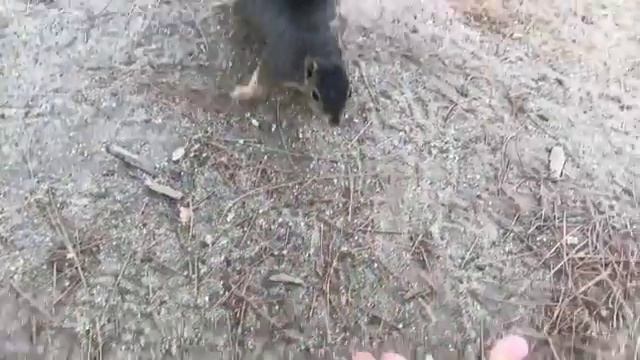 БЕЛКА-ЛЮДОЕД смотреть онлайн