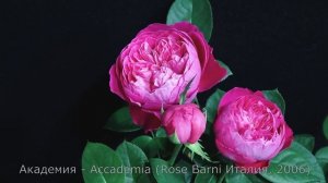 Как распускается роза Академия - Accademia (Rose Barni Италия, 2006)