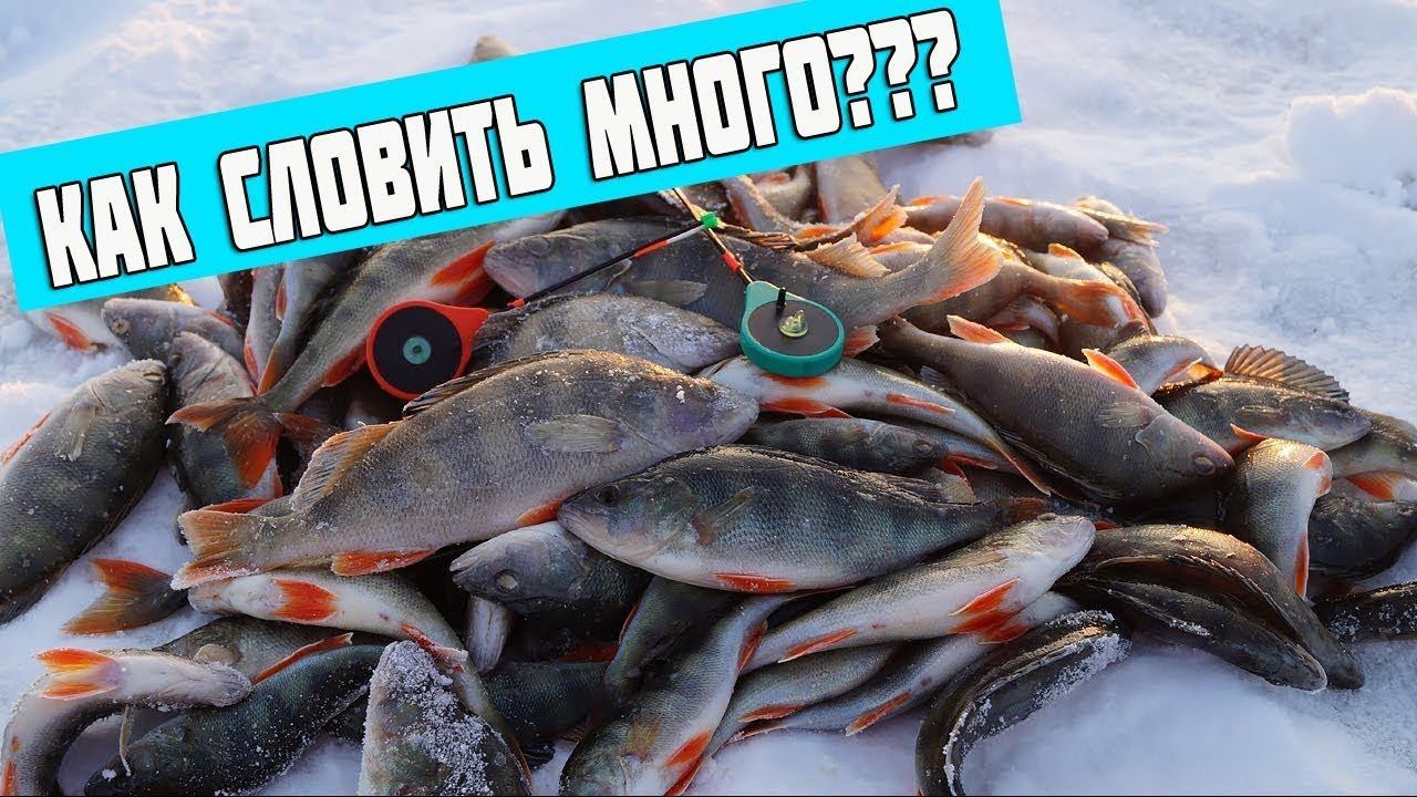 Глухозимье в Сибири .Нереальный клев окуня. смотреть онлайн