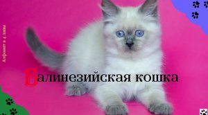 Алфавит в 4 лапы/Б: Балинезийская кошка или Балинез/История породы/ характер/отличительные черты/