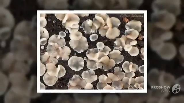 Mollisia fusca - fungi kingdom смотреть онлайн