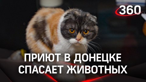 Приют в Донецке спасает животных под обстрелами