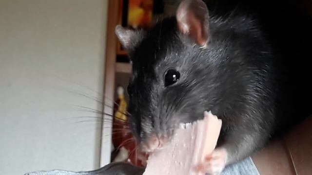 Крыса и колбаса. Смешные и забавные животные. Rat and sausage. Funny animals.