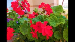 🍀 Geranio (Pelargonium zonale (L.) L'Hér. ex Aiton). 🍀