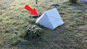 Укройте так рододендрон в ноябре для защиты от морозов! Как и когда укрывать рододендрон на зиму?