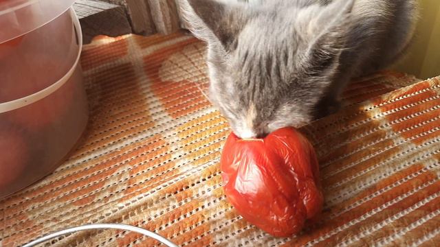 Котёнок ест помидоры! смотреть онлайн