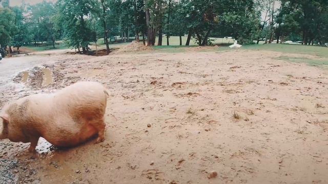 Мы не думали, что нам будет так весело. Трогательный зоопарк в США, Северная аролина Lazy5Ranch zoo смотреть онлайн