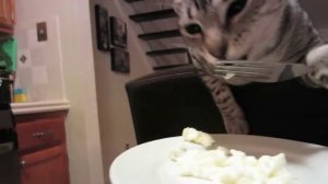 Кот ест с вилки