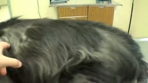 Собаки подрались с дикокобразом! Собаки против дикобраза.