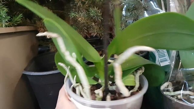 Уценка:полисциас, бегонии, аглаонема, фиттония, гортензия, гибискус, розы, орхидеи... смотреть онлайн