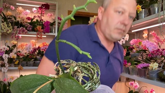 у ОРХИДЕИ ОПАЛИ ЛИСТЬЯ или Феникс хочет УМЕРЕТЬ срочно потрошить и чистить орхидею