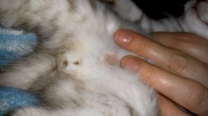 Котёнок Не Писает!Что делать!Как помочь!