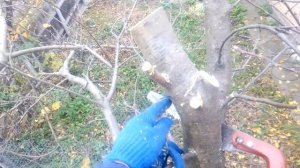 ОБРЕЗКА запущенной яблони. КАК ОБРЕЗАТЬ ЯБЛОНЮ.