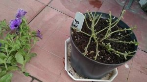 УХОД ЗА ПЕТУНИЕЙ ЛЕТОМ .ЛЕЧИМ ПЕТУНИЮ ОТ МУЧНИСТОЙ РОСЫ . ВРЕДИТЕЛИ ПЕТУНИИ. ПОДКОРМКА ПЕТУНИИ .