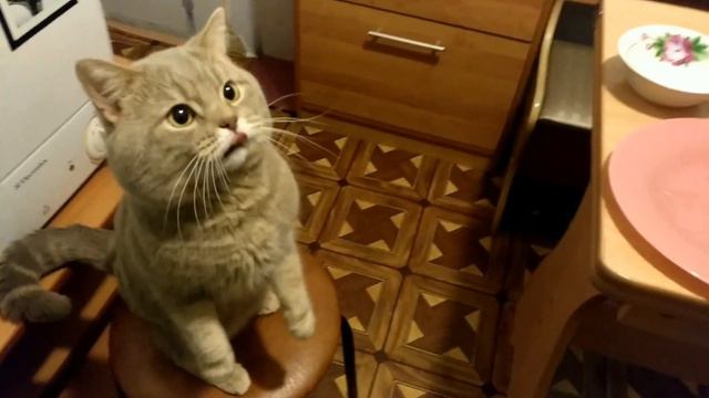 Тот не злой кот разговаривает, говорит нормально, Я ТЕБЯ ЛЮБЛЮ моя креветка! Самое милое видео. смотреть онлайн