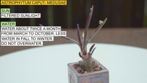 Astrophytum caput  medusae