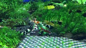 кормление креветок шпинатом (feeding shrimp with spinach)